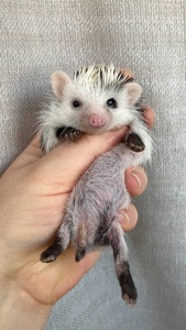 Африканський карликовий їжачок. Самичка