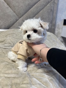 Мальтезе дівчинка