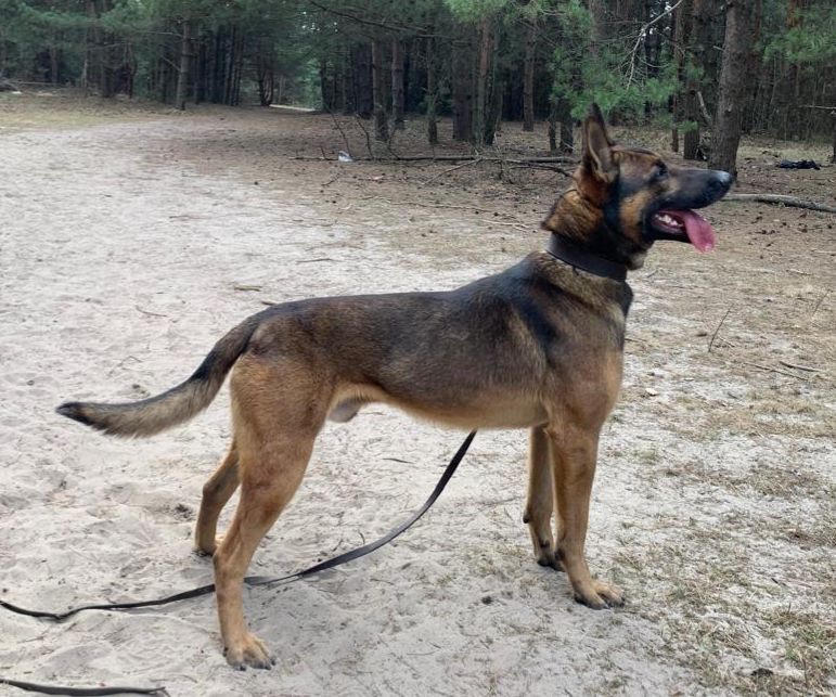 Щенята бельгійської вівчарки(малінуа)