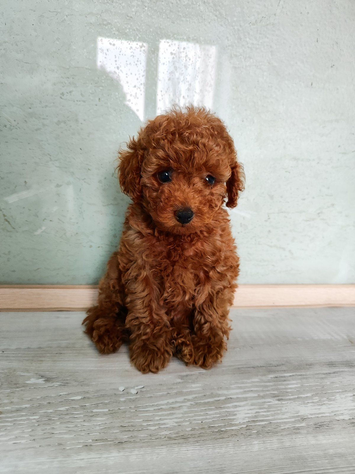 Цуценята Міні той Ред Браун