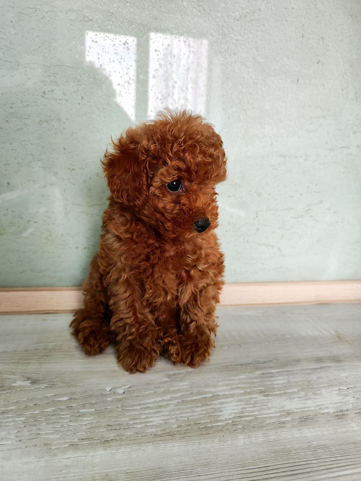 Цуценята Міні той Ред Браун