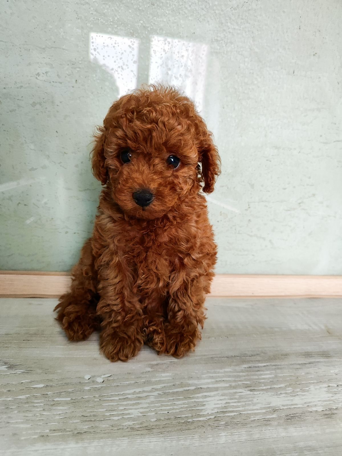 Цуценята Міні той Ред Браун