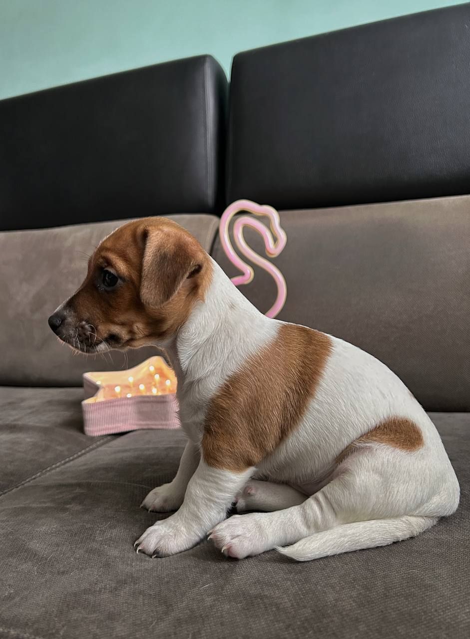 Красуня-Цуценя Джек рассел терєр з документами