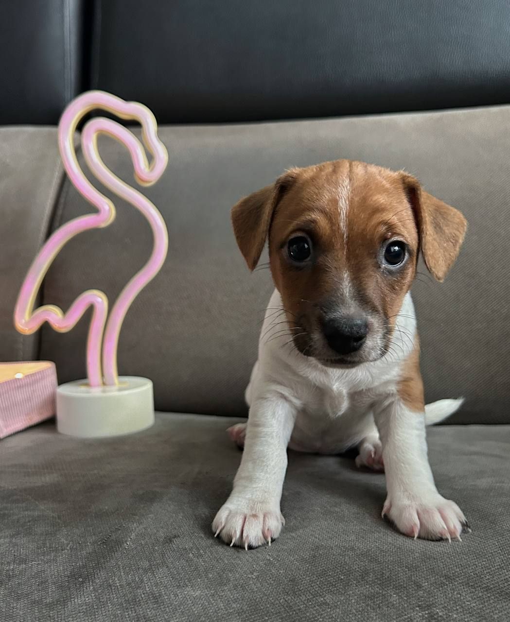 Красуня-Цуценя Джек рассел терєр з документами