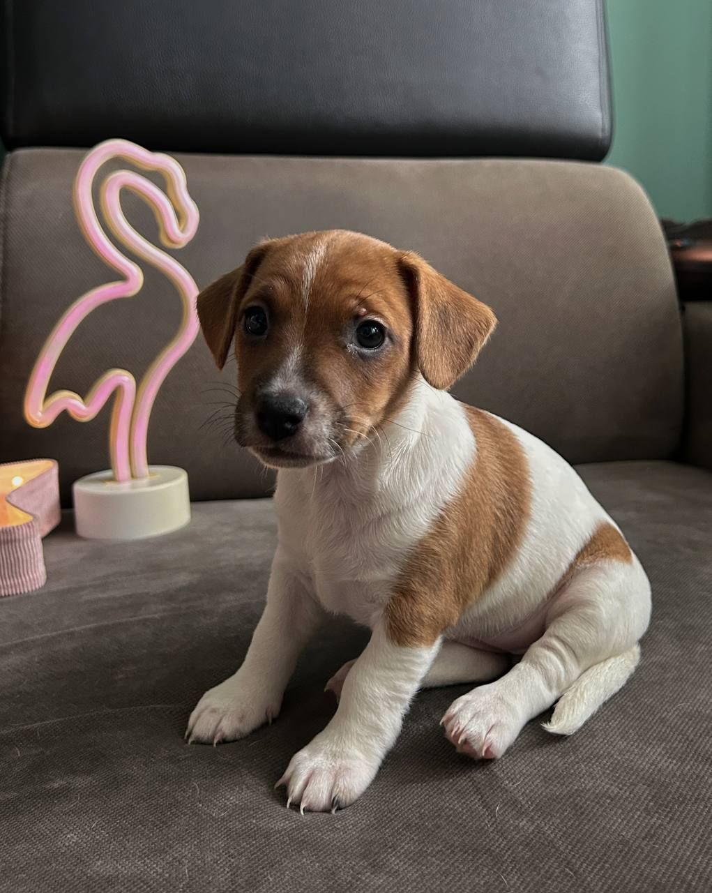 Красуня-Цуценя Джек рассел терєр з документами