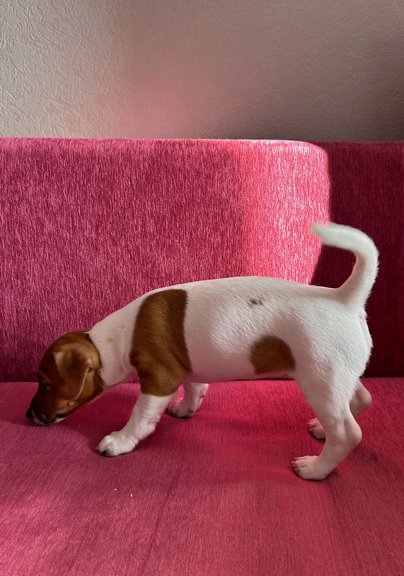 Красуня-Цуценя Джек рассел терєр з документами