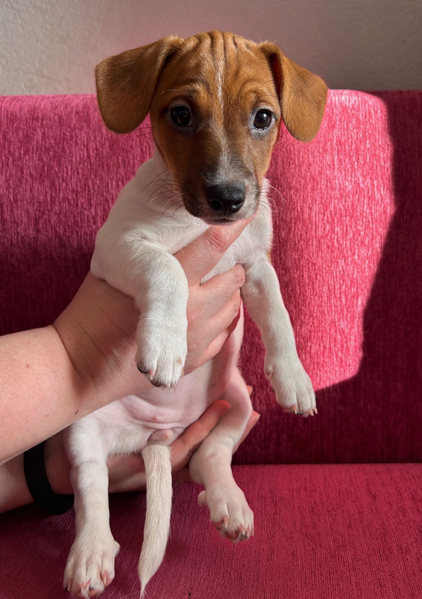 Красуня-Цуценя Джек рассел терєр з документами