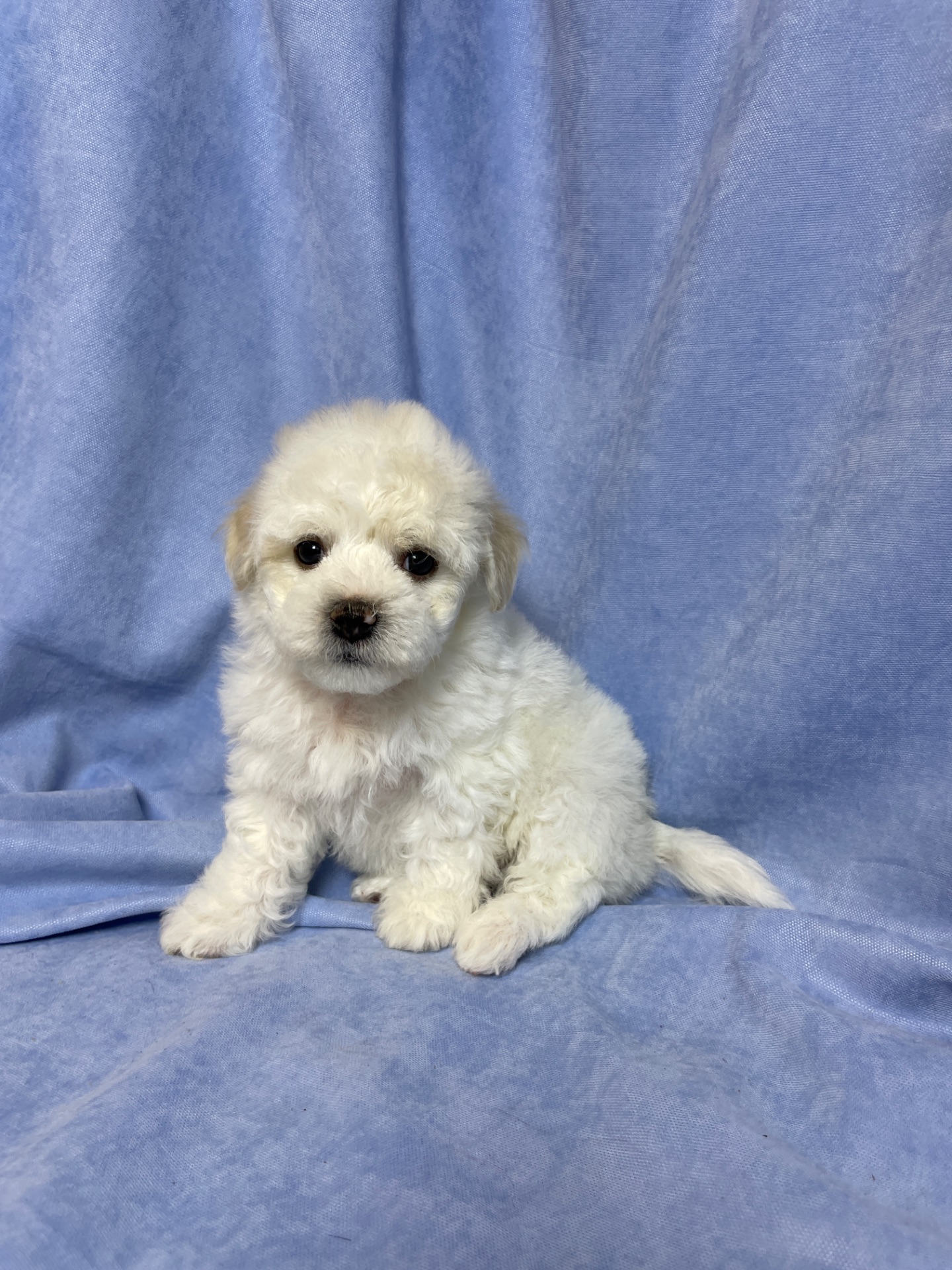 Цуценята хлопчики