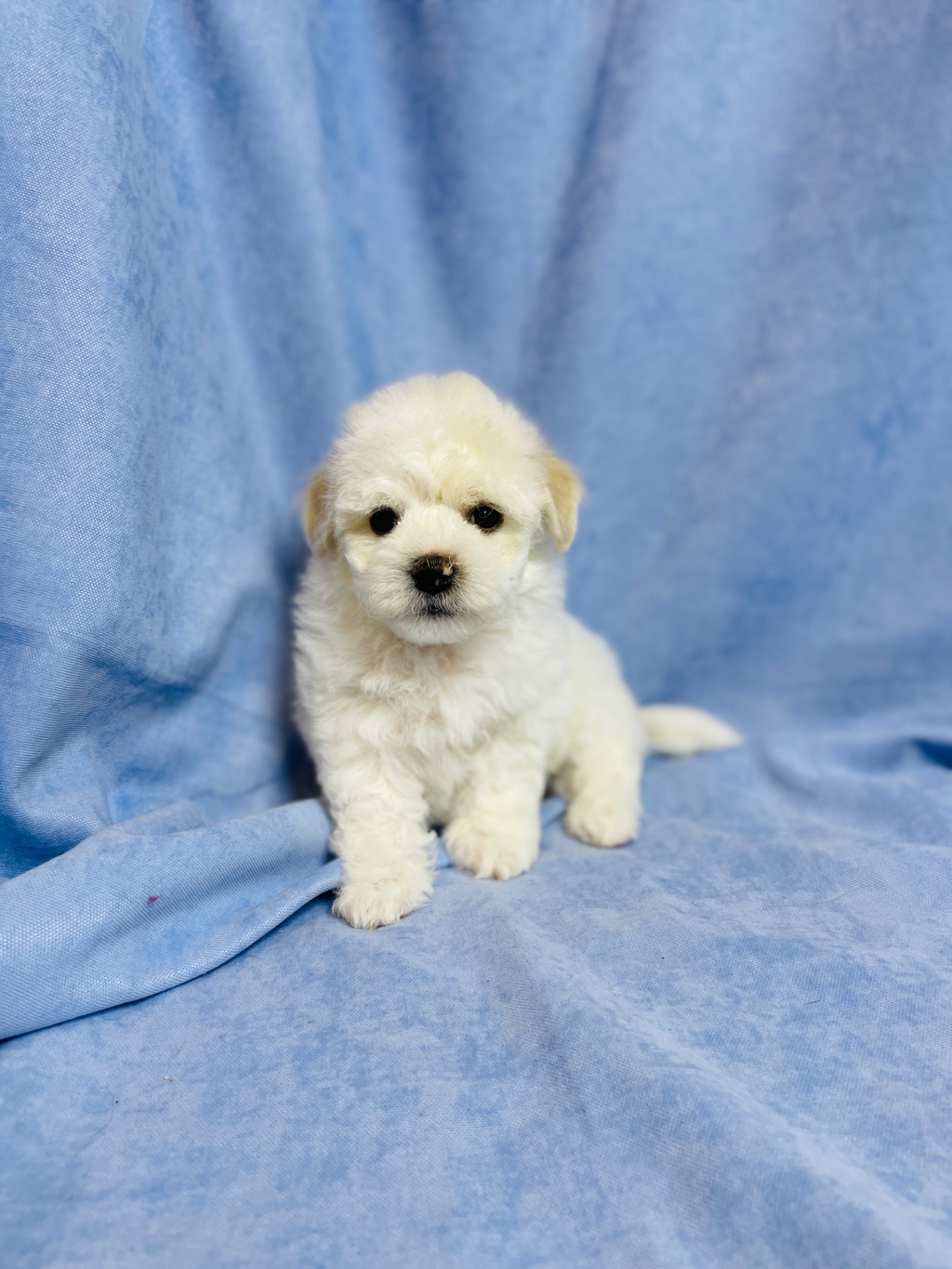 Цуценята хлопчики