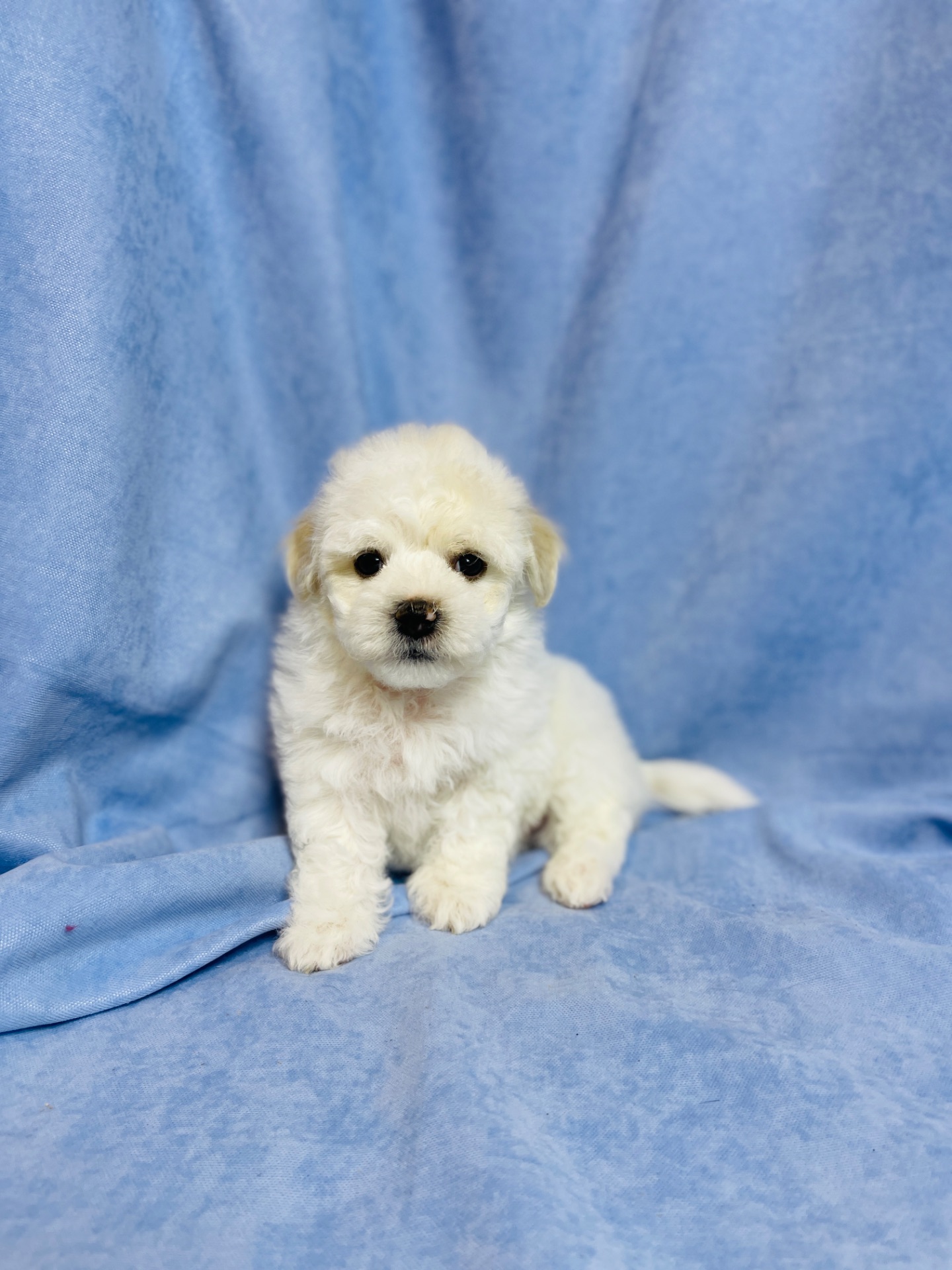 Цуценята хлопчики