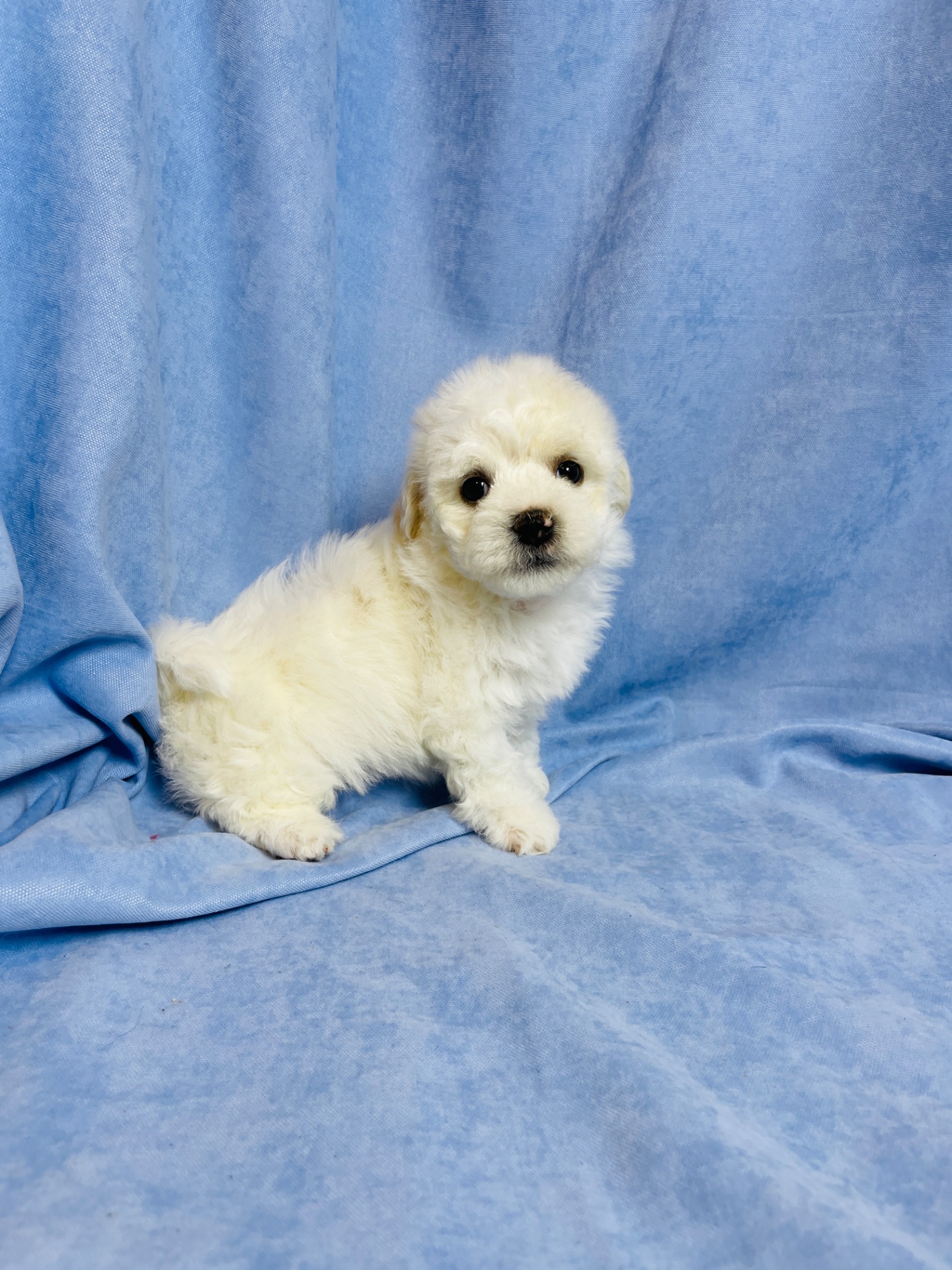 Цуценята хлопчики