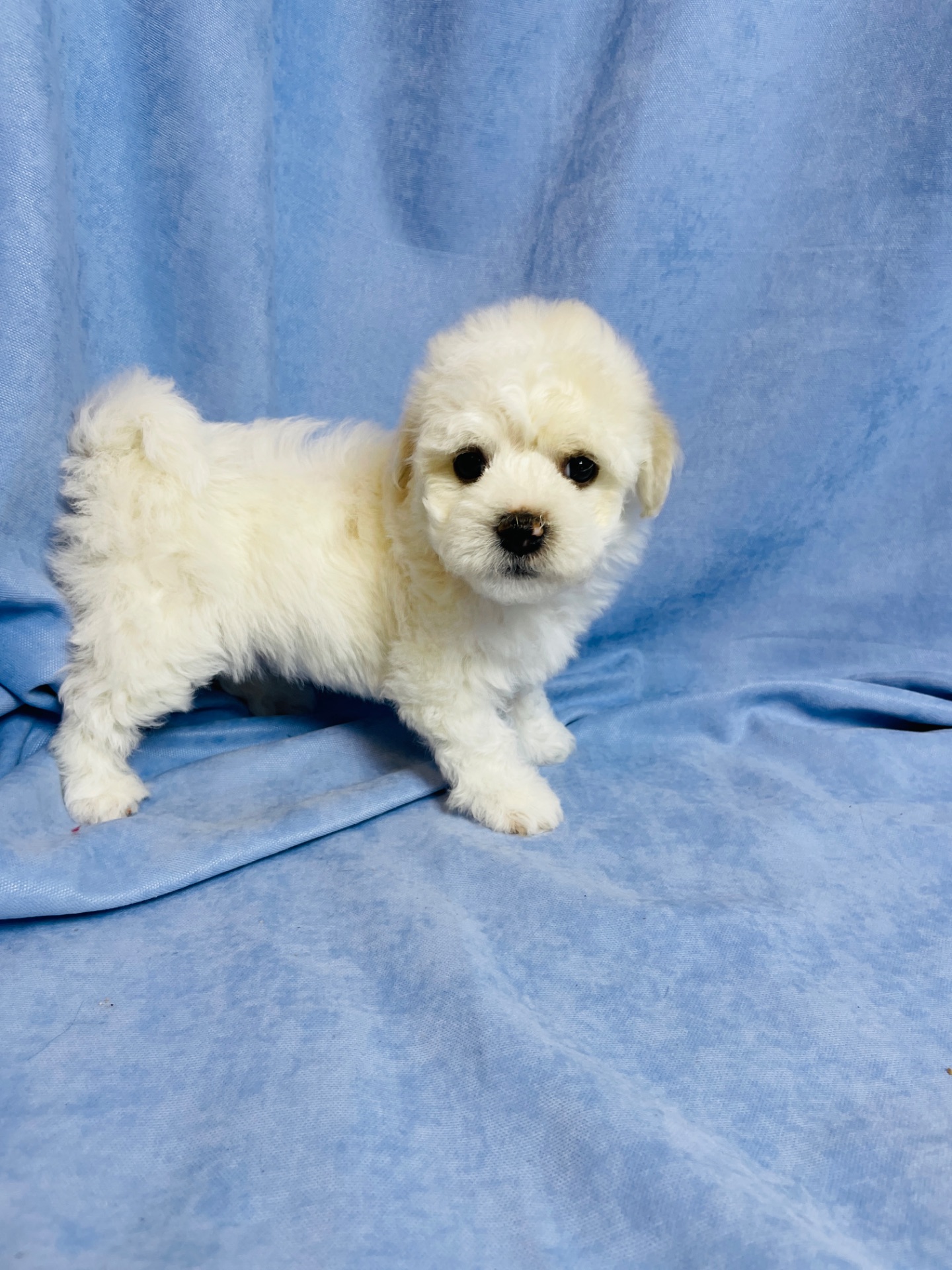 Цуценята хлопчики