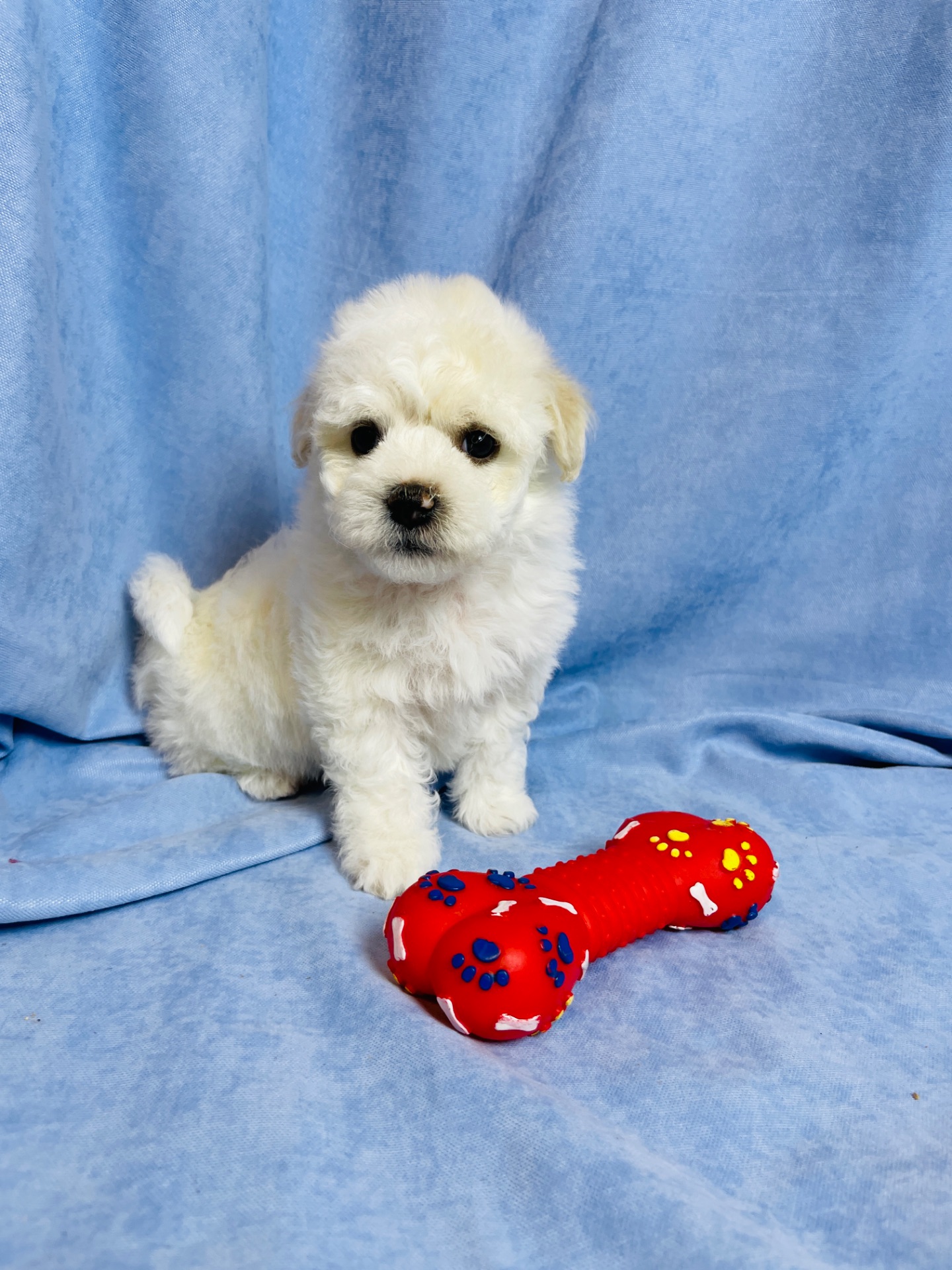 Цуценята хлопчики