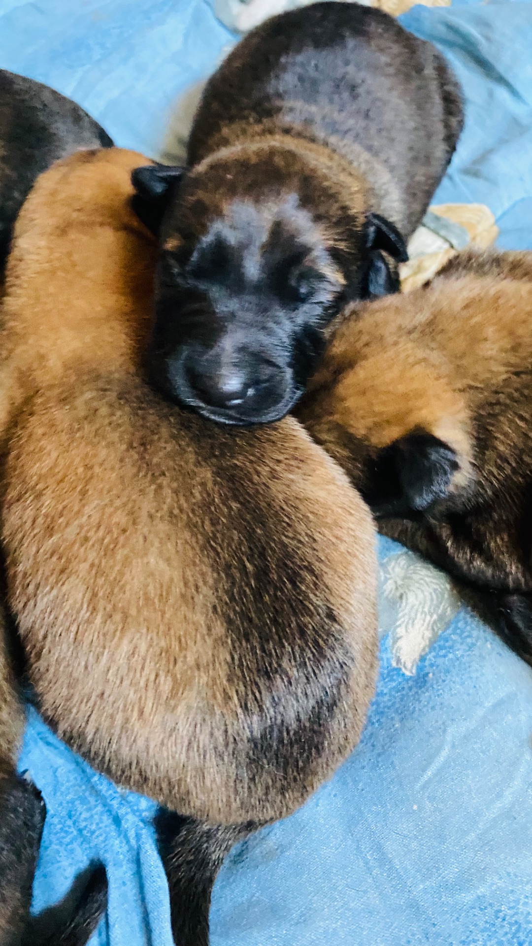 Щенята бельгійської вівчарки(малінуа)