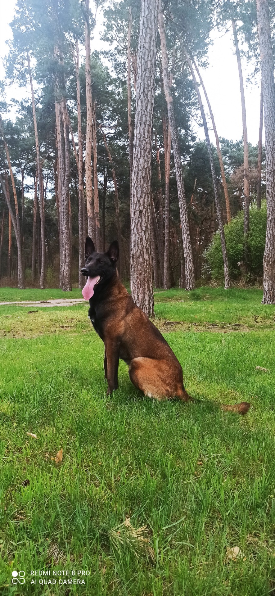 Щенята бельгійської вівчарки(малінуа)