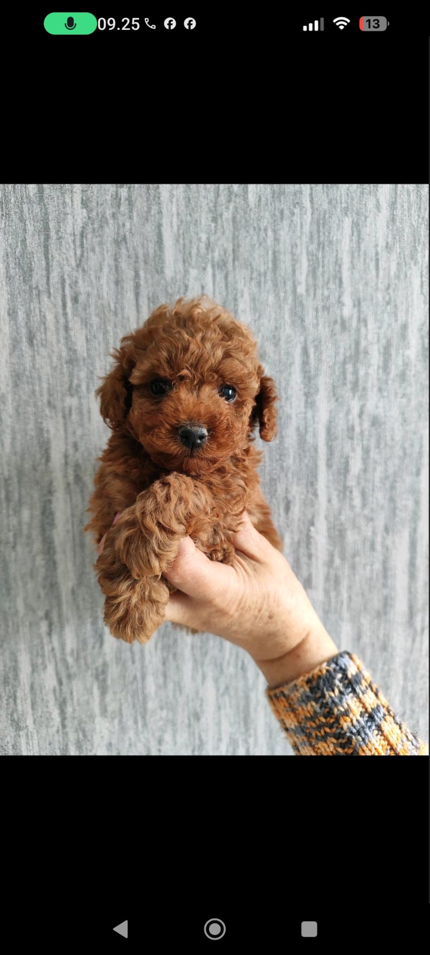 Цуценята Міні той Ред Браун