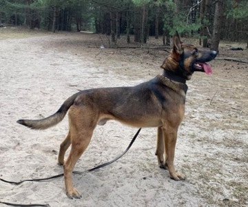 Щенята бельгійської вівчарки(малінуа)