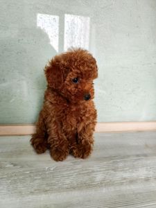 Цуценята Міні той Ред Браун