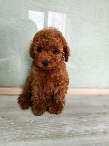 Цуценята Міні той Ред Браун