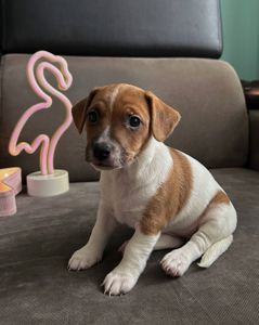 Красуня-Цуценя Джек рассел терєр з документами