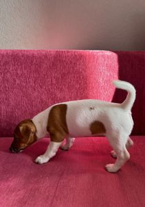 Красуня-Цуценя Джек рассел терєр з документами