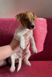 Красуня-Цуценя Джек рассел терєр з документами