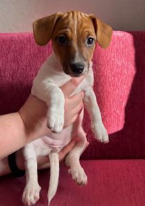 Красуня-Цуценя Джек рассел терєр з документами