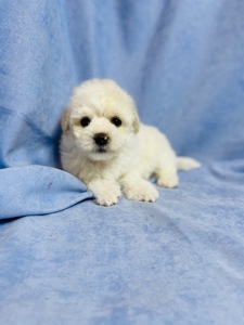 Цуценята хлопчики