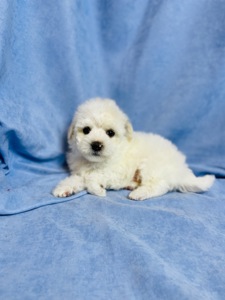 Цуценята хлопчики