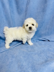 Цуценята хлопчики