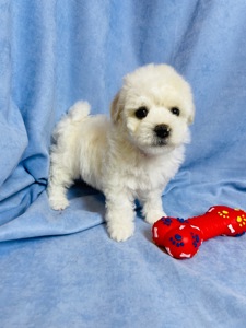 Цуценята хлопчики