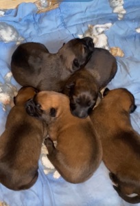 Щенята бельгійської вівчарки(малінуа)