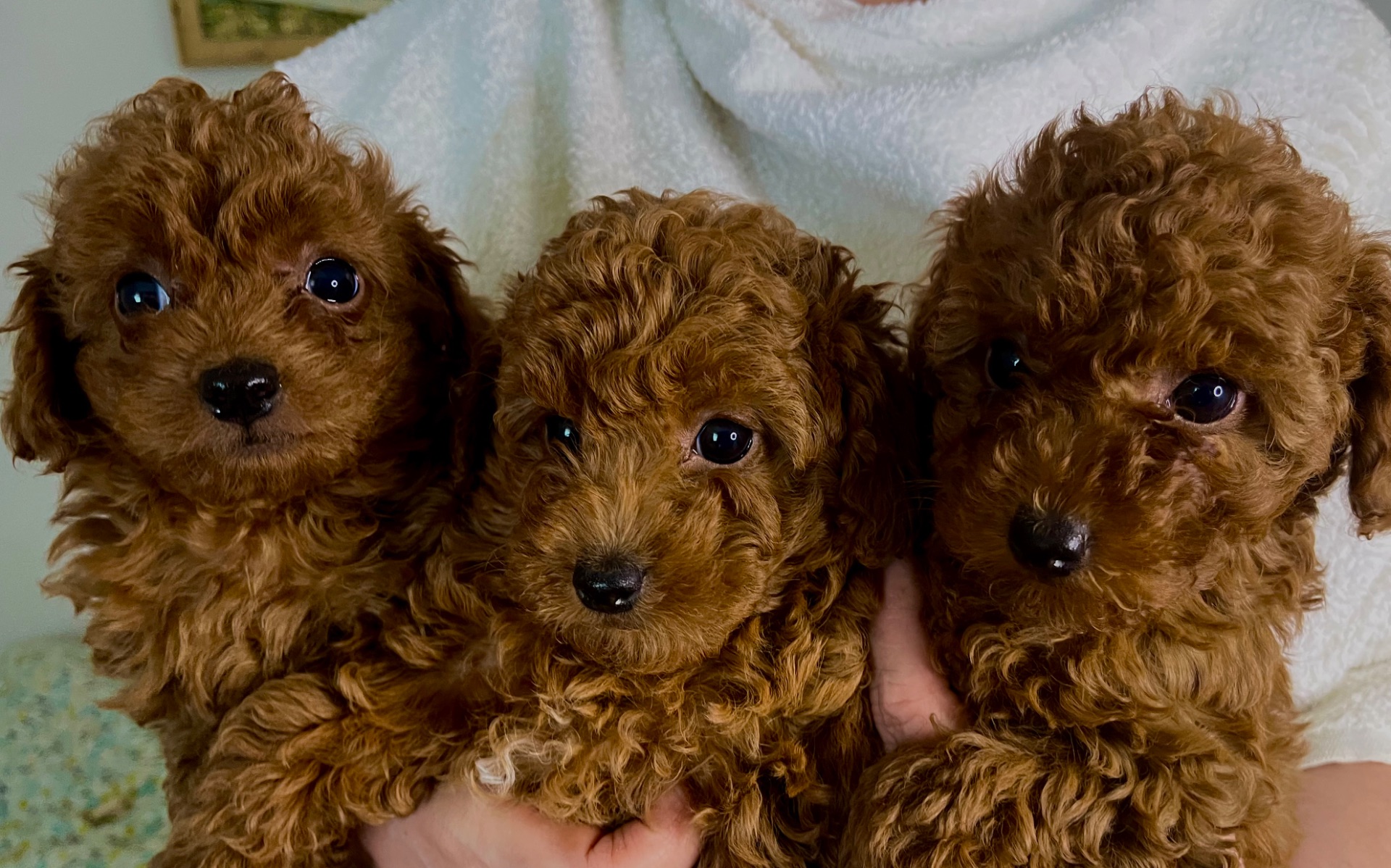 Цуценята той пудель