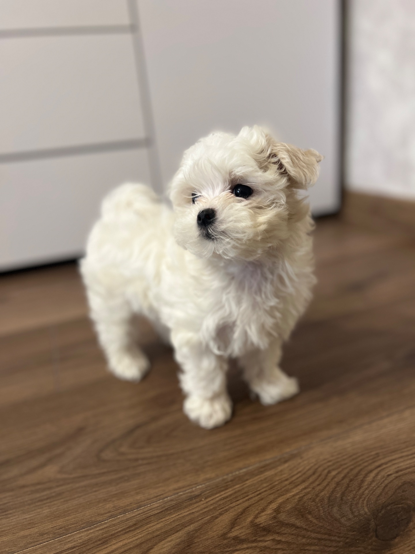 Мальтезе готова до переїзду