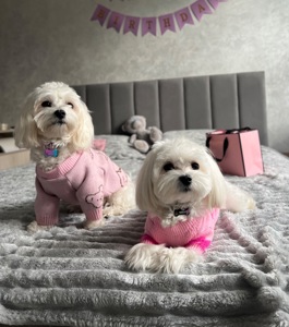 Мальтезе готова до переїзду