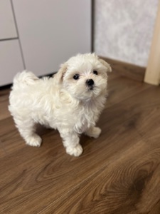 Мальтезе готова до переїзду