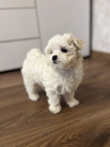 Мальтезе готова до переїзду