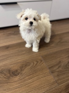 Мальтезе готова до переїзду