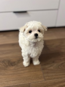 Мальтезе готова до переїзду