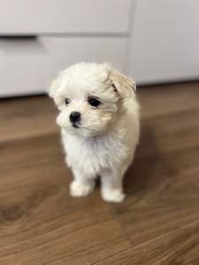 Мальтезе готова до переїзду