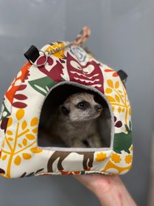 Маленькі сурикати, ручні дітки сурикати