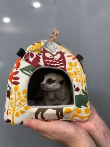 Маленькі сурикати, ручні дітки сурикати