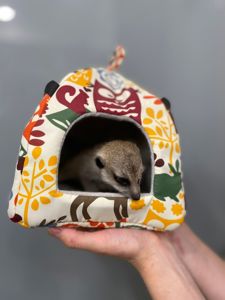 Маленькі сурикати, ручні дітки сурикати