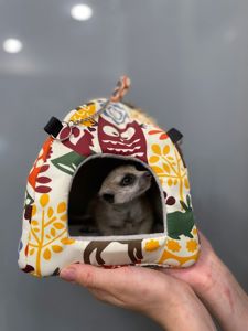 Маленькі сурикати, ручні дітки сурикати