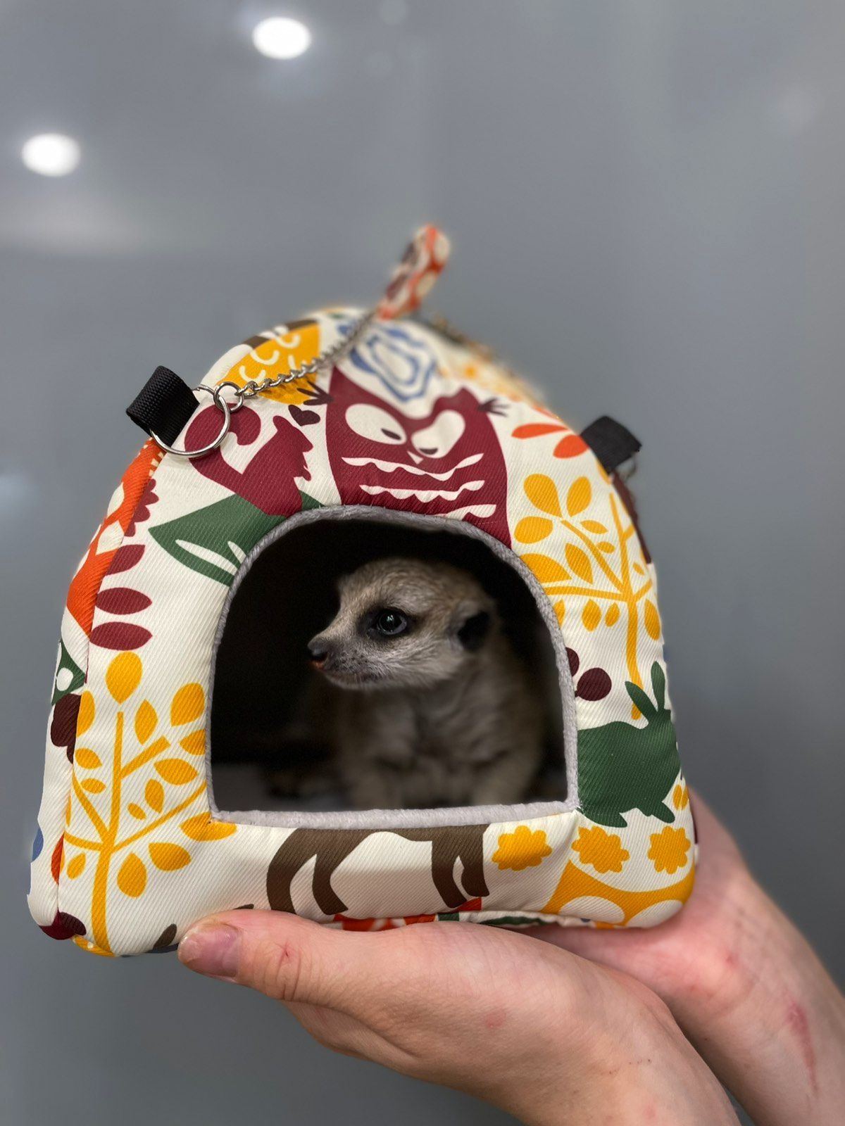 Маленькі сурикати, ручні дітки сурикати