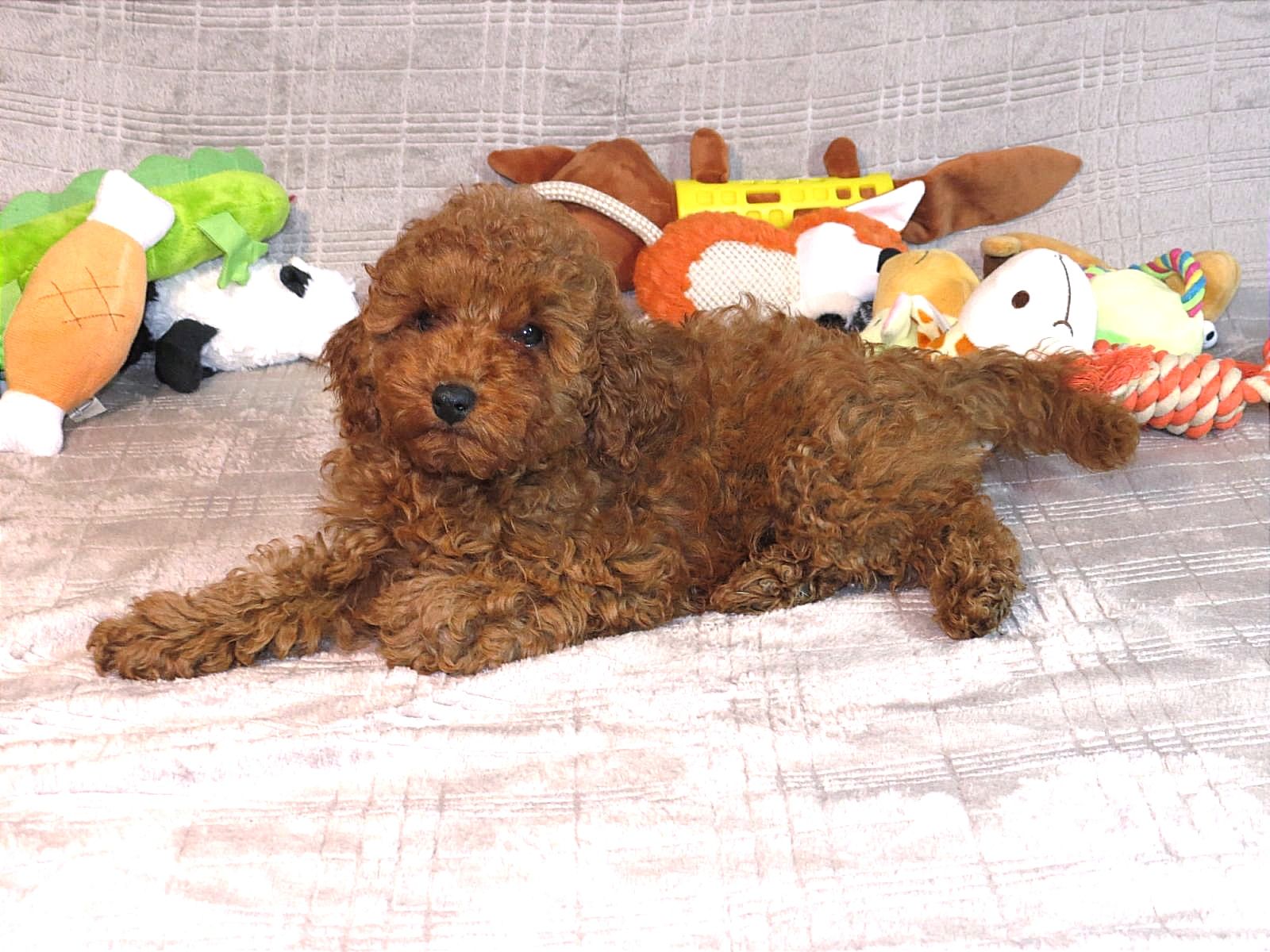 Кращій хлопчик у посліді Той Пудель Ред Браун з документами клубу