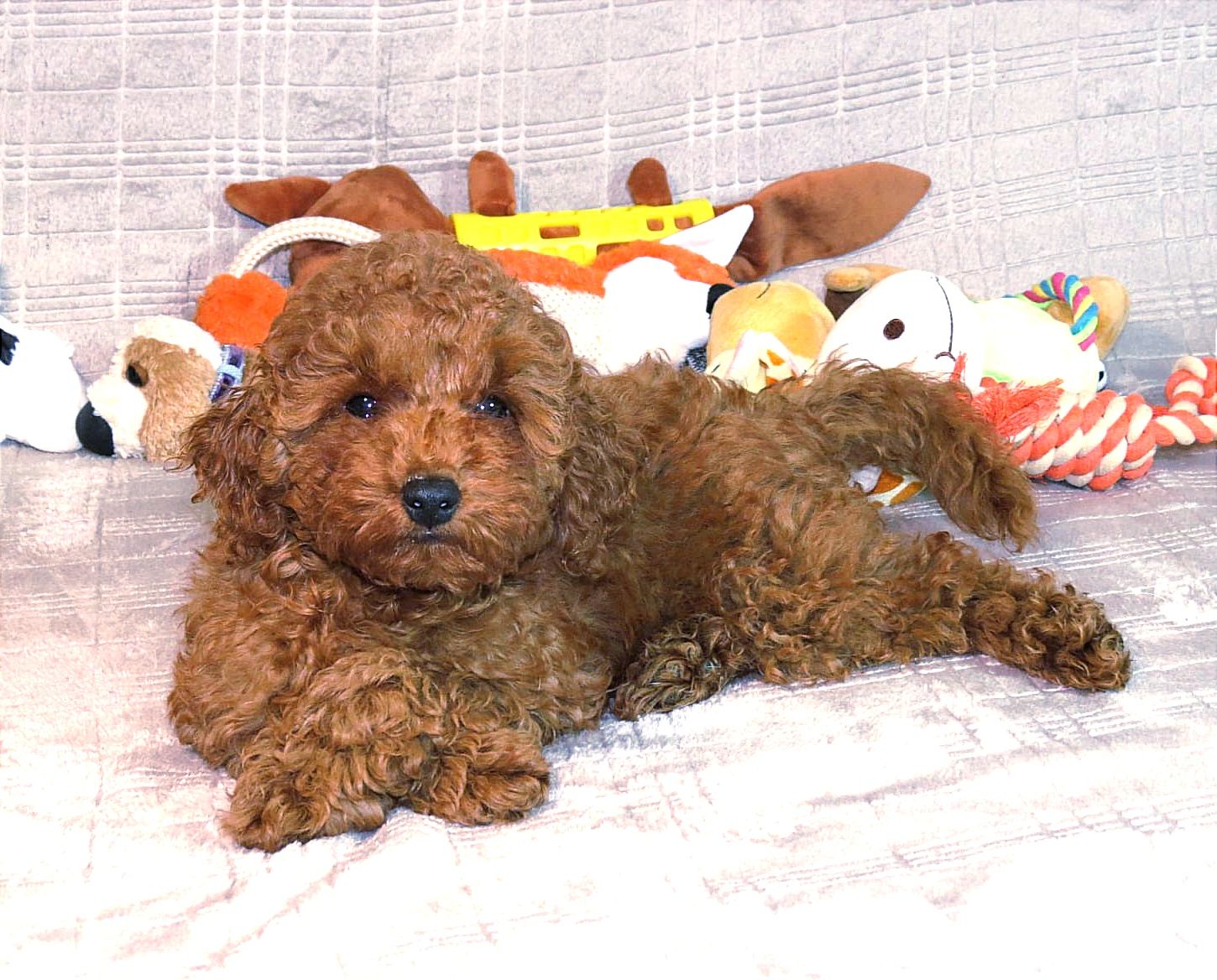 Кращій хлопчик у посліді Той Пудель Ред Браун з документами клубу