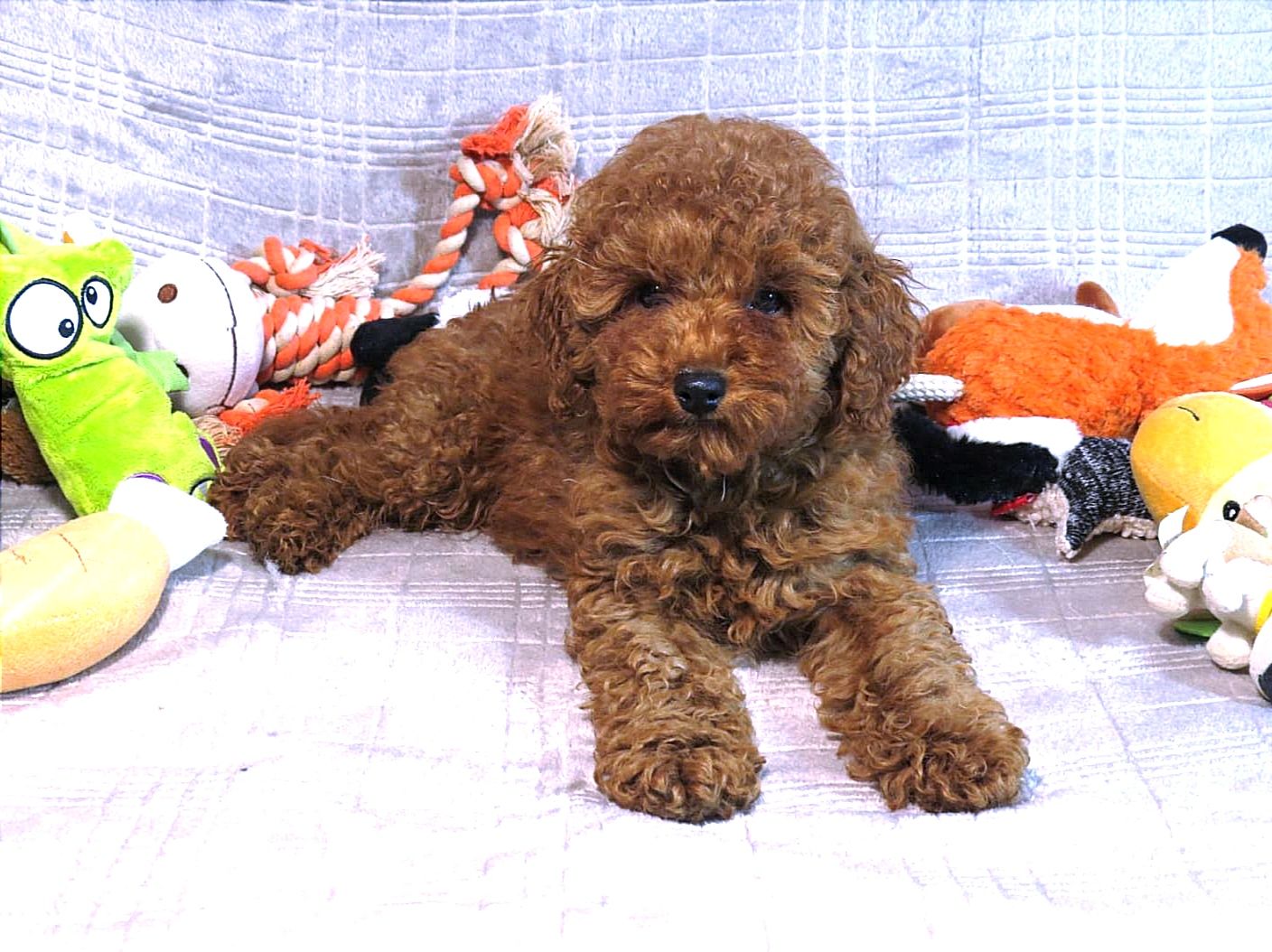 Той Пудель Ред Браун з документами клубу