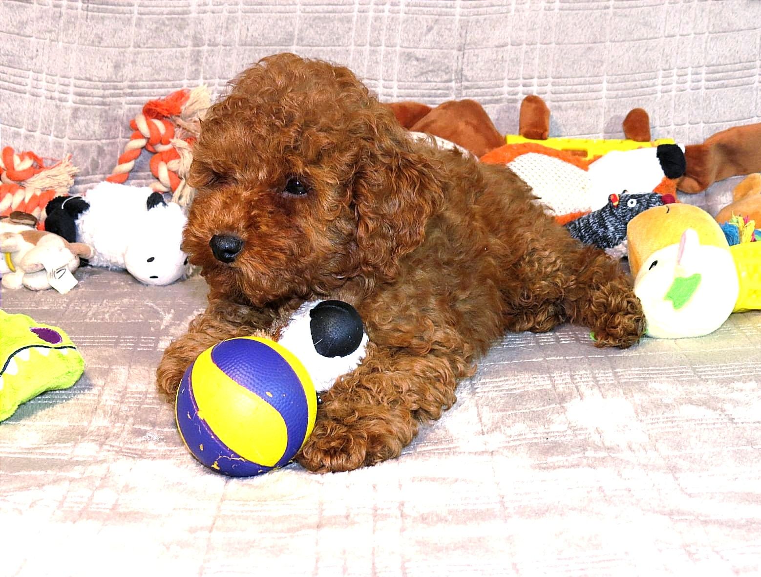 Той Пудель Ред Браун з документами клубу