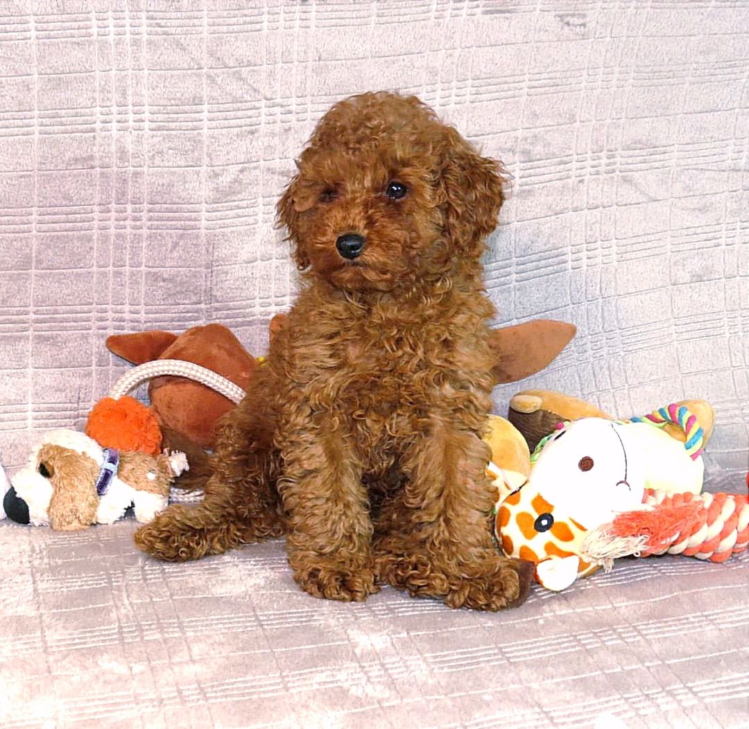 Той Пудель Ред Браун з документами клубу